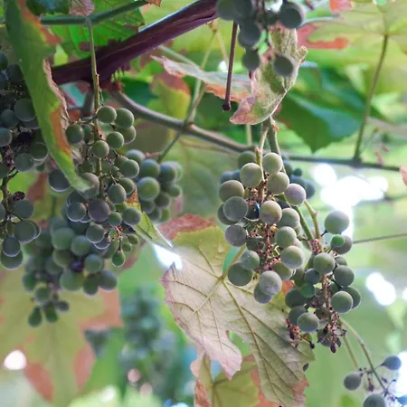 Koselig I أنتيب