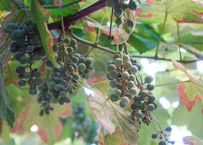 Koselig I أنتيب